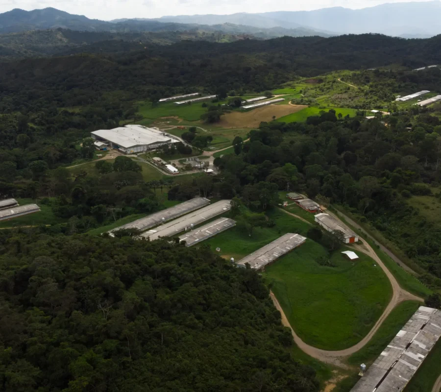 Que Pollo - Don Michelle-206